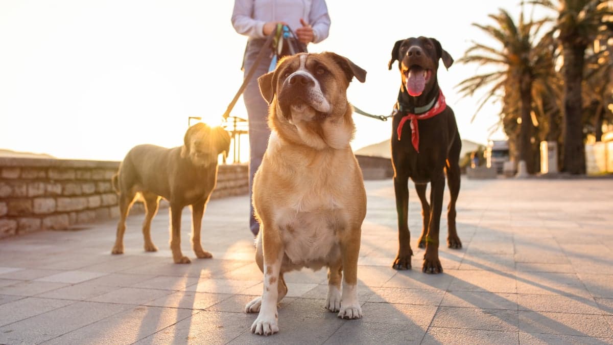 Spot Pet Insurance for dogs offering customizable accident and illness coverage